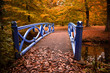 autumn colors in the forest