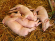 cochons