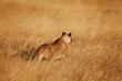 Lion Hunting