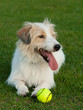 Jack Russell Terrier