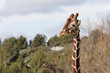girafe
