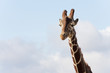 girafe