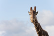 girafe