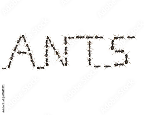 Photo: Marching Ants spell "ANTS" Marching Ants spell "ANTS"