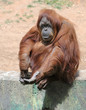 Orangutan Orangutan