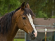 Photo: Brown Bay Quarter horse mare Brown Bay Quarter horse mare