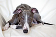 Blue whippet looking straight Blue whippet looking straight