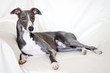 Gorgeous blue whippet lying on a sofa Gorgeous blue whippet lying on a sofa