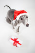 whippet with santa hat and christmas present, white background