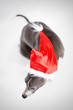 whippet with santa hat, white background whippet with santa hat, white background