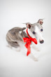 whippet with red bow, white background whippet with red bow, white background