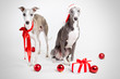 santa whippets with christmas ginf and red baubles santa whippets with christmas ginf and red baubles