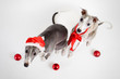 santa whippets with christmas baubles santa whippets with christmas baubles