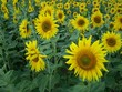 tournesol