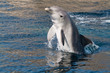 Delfin