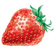 Morango