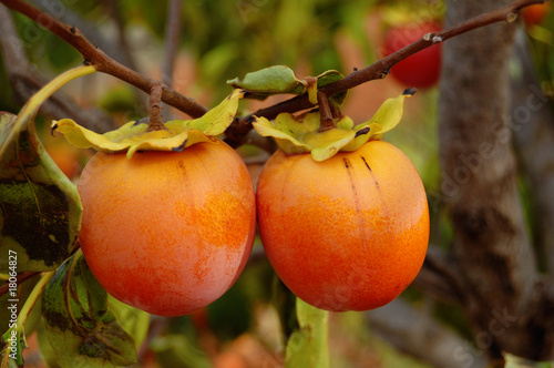 Foto: Kaki tree branch with ripe fruits Kaki tree branch with ripe fruits