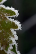 Eichenlaub im Eismantel