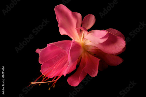Photo: Fuchsia's Fuchsia's