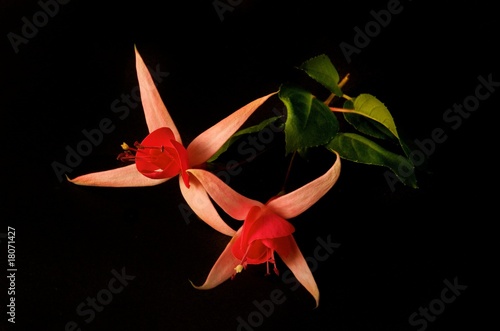 Photo: Fuchsia's Fuchsia's
