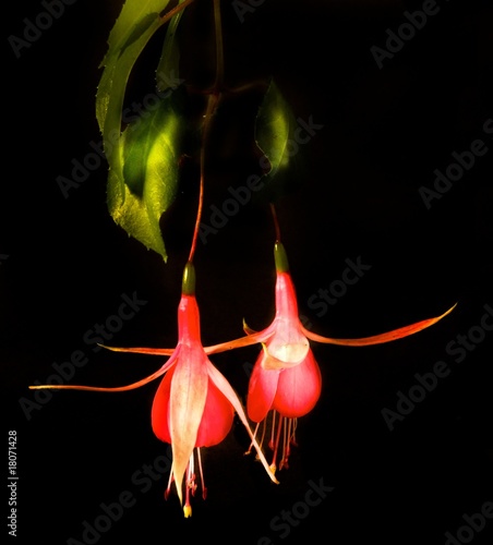 Photo: Two Fuschia's (Fuchsia) Two Fuschia's (Fuchsia)