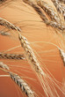 Wheat