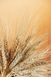 Wheat
