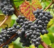 Rotwein 3
