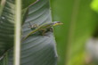 Lézard Lézard