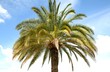 Dattier des Canaries