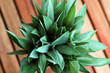 Sage