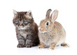 cat and rabbit
