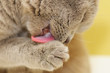 British cat