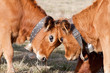 combat de vaches