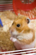 Hamster in cage