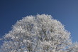Foto: Winterzauber Winterzauber