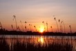 Abendhimmel im Schilf