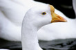 Photo: Close up of white goose Close up of white goose
