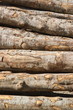Grumes de bois empilées