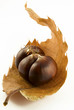 castagne