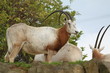 Scimitar Oryx Scimitar Oryx