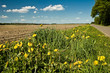 Norddeutschland, Ackerland, Frühling, Löwenzahn