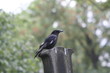 Corbeau