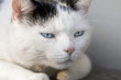 Lazy cat