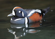 harlequin duck in water with reflection