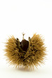 castagna