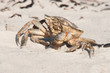 crabe