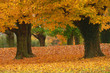 Foto: autumn path autumn path