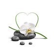 Orchidee 22551