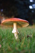 Fliegenpilz